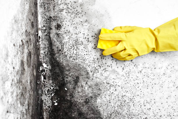 Crawl Space Mold Removal in Barbourmeade, KY