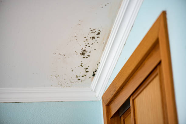 Best Local Mold Removal Service  in Barbourmeade, KY