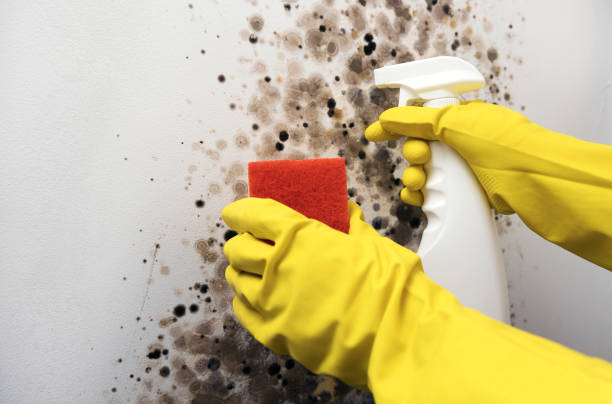 Best Fast Mold Removal  in Barbourmeade, KY