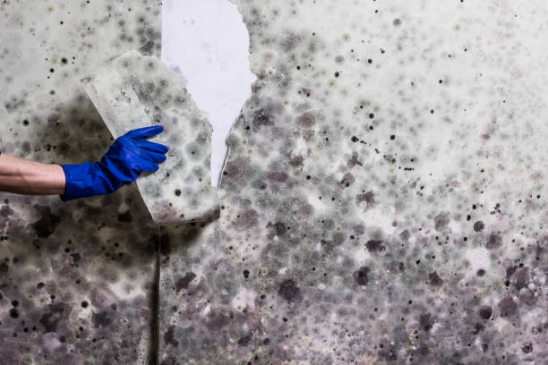Best Toxic Mold Removal  in Barbourmeade, KY